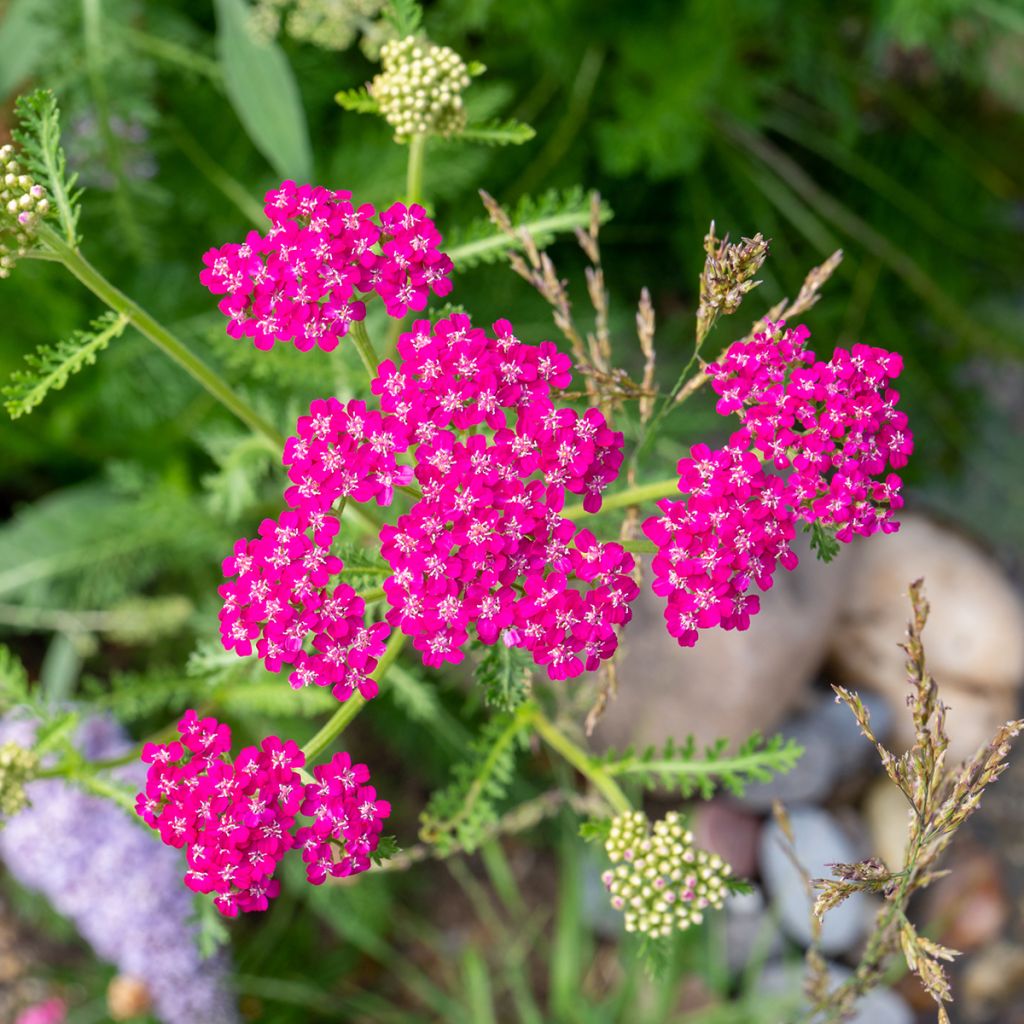 Achillea millefolium Cerise Queen