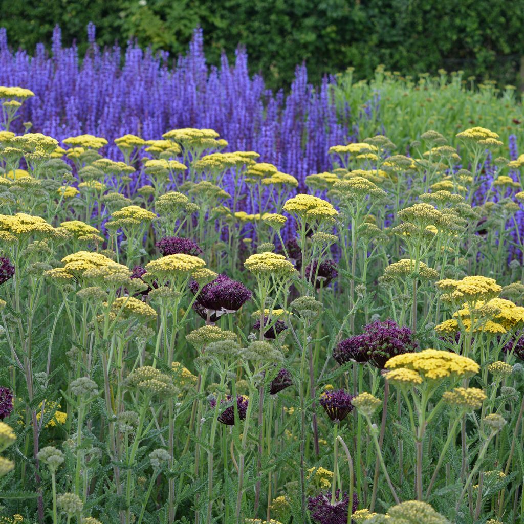 Achillea millefolium Hella Glashoff