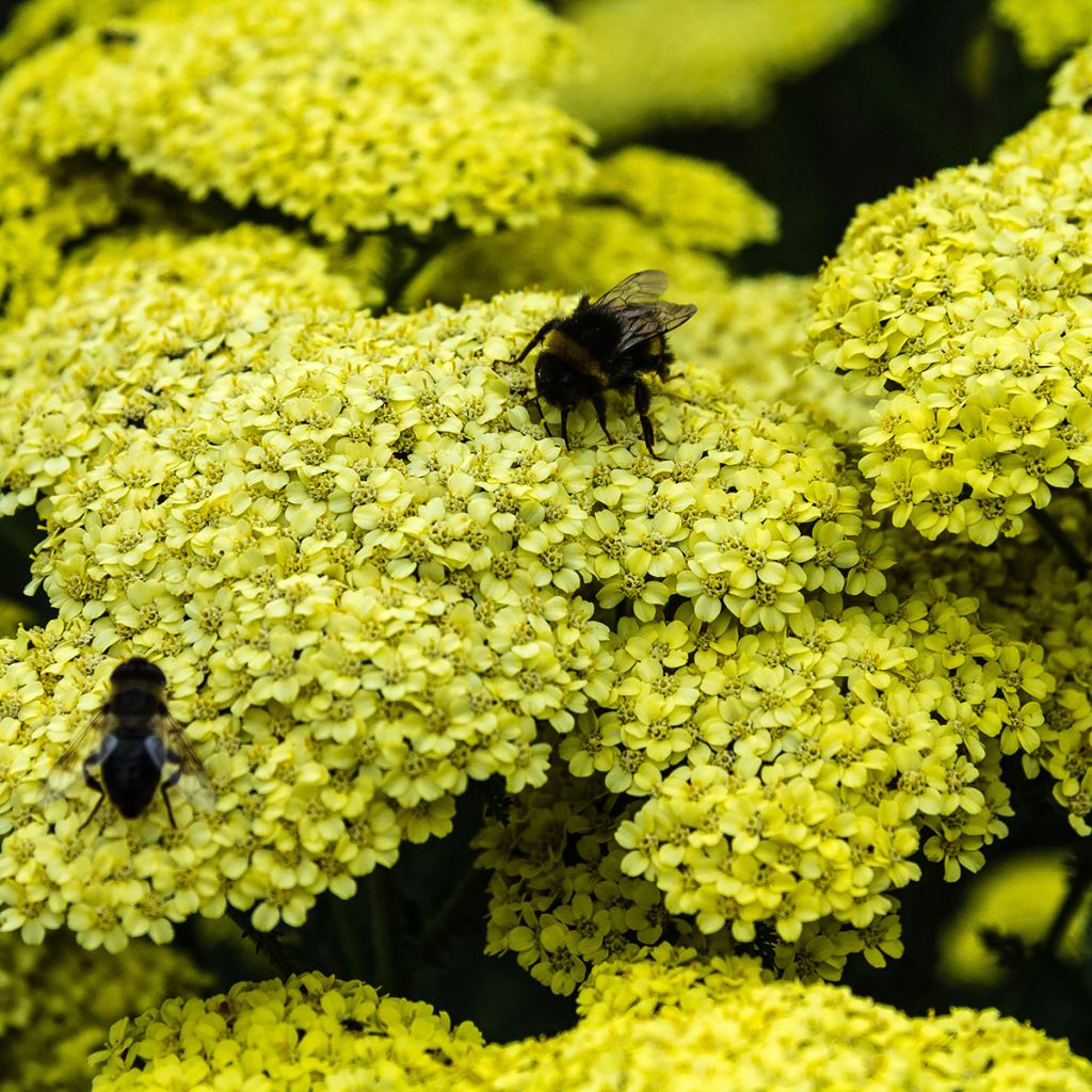 Achillea millefolium Hella Glashoff