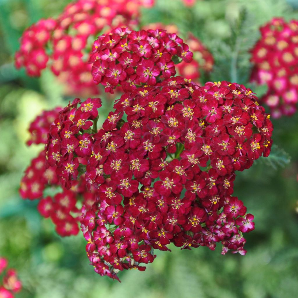 Achillée millefolium Laura