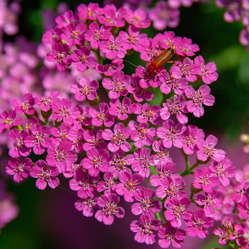 Achillea millefolium Lilac Beauty