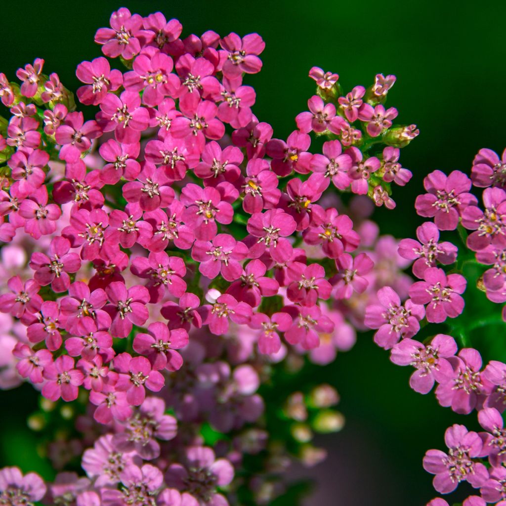 Achillea millefolium Lilac Beauty