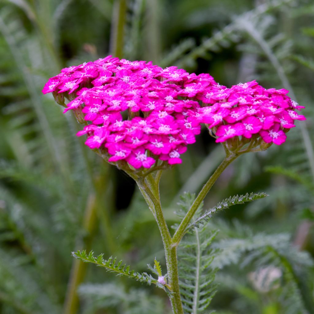 Achillée millefolium New Vintage Violet