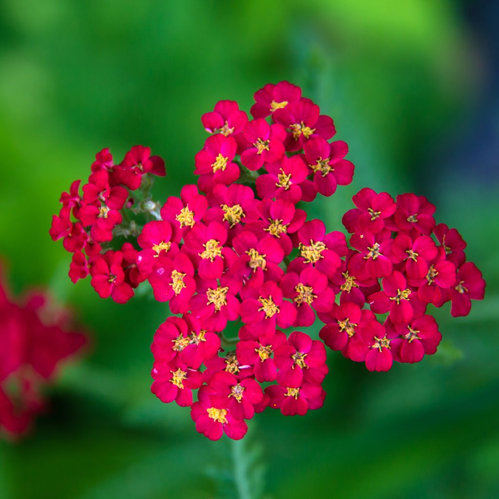 Achillea millefolium Paprika