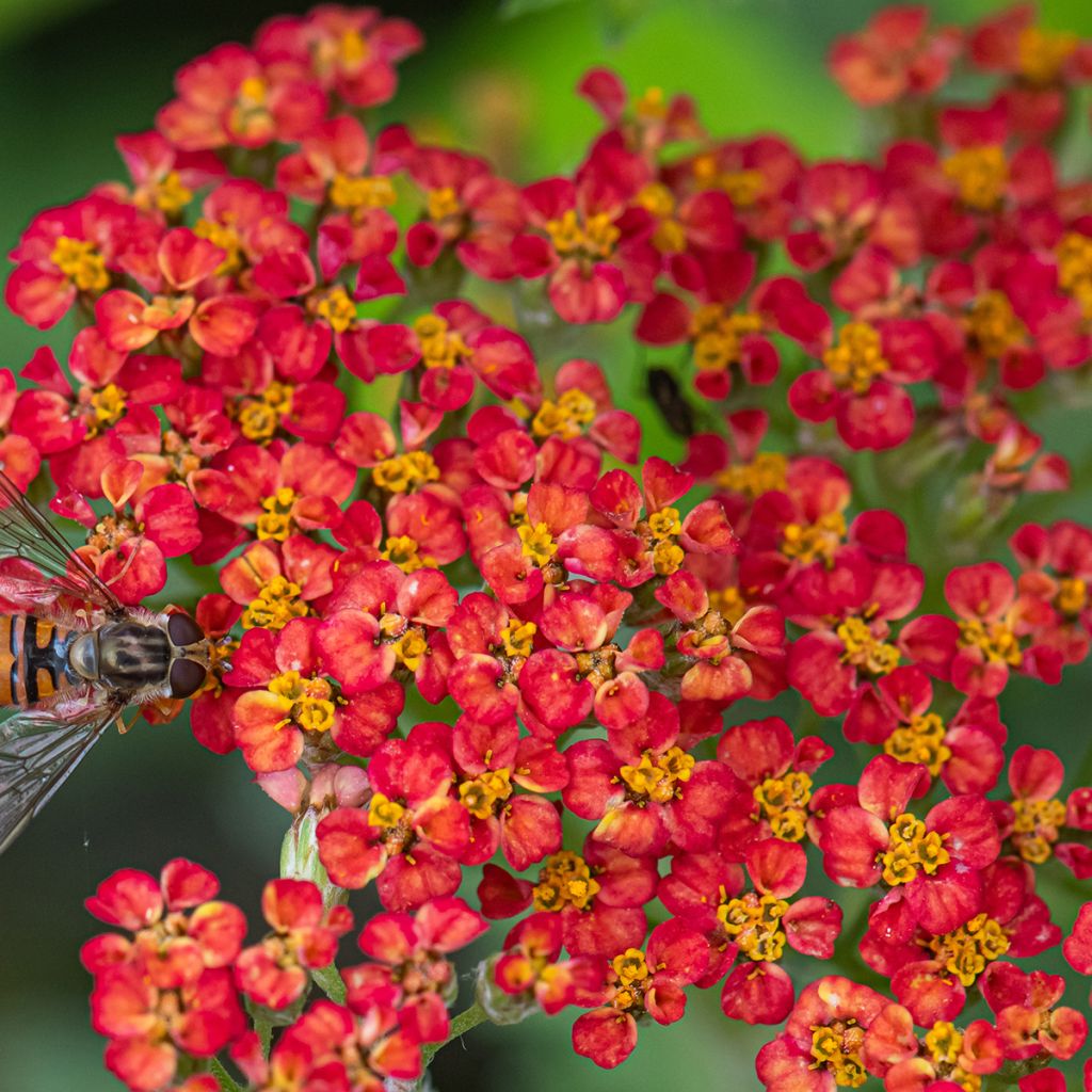 Achillea millefolium Paprika