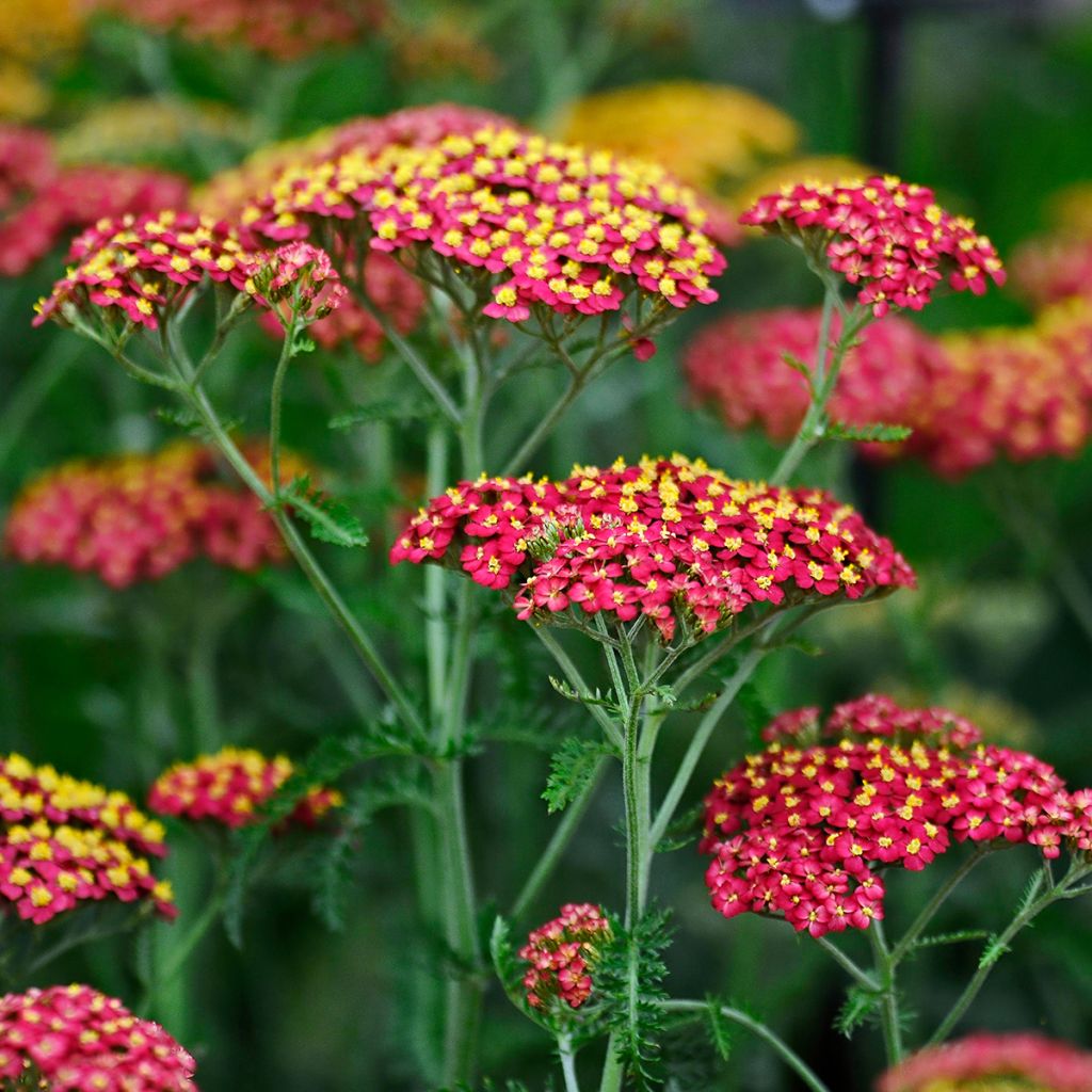 Achillea millefolium Paprika