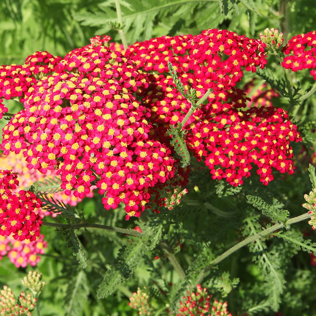 Achillea millefolium Paprika