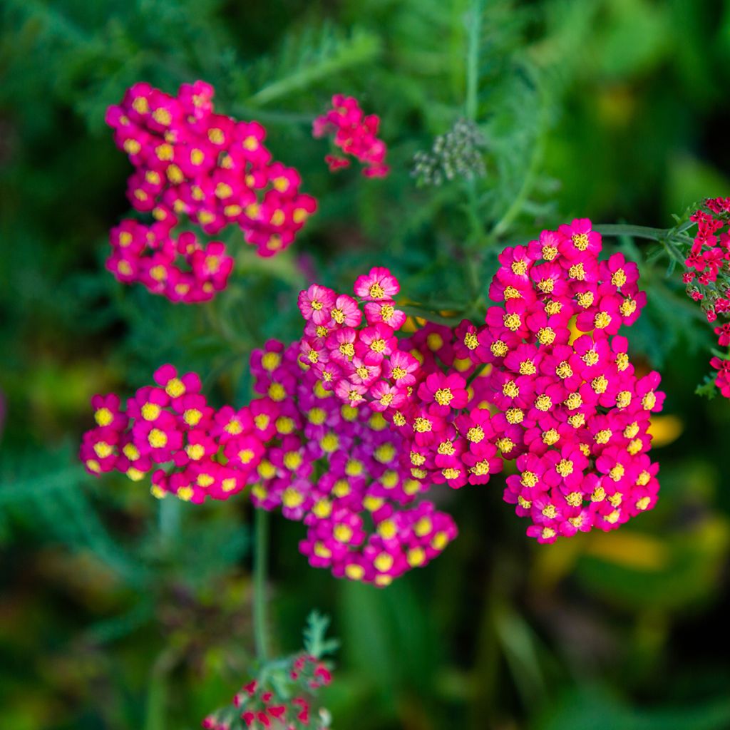 Achillea millefolium Paprika