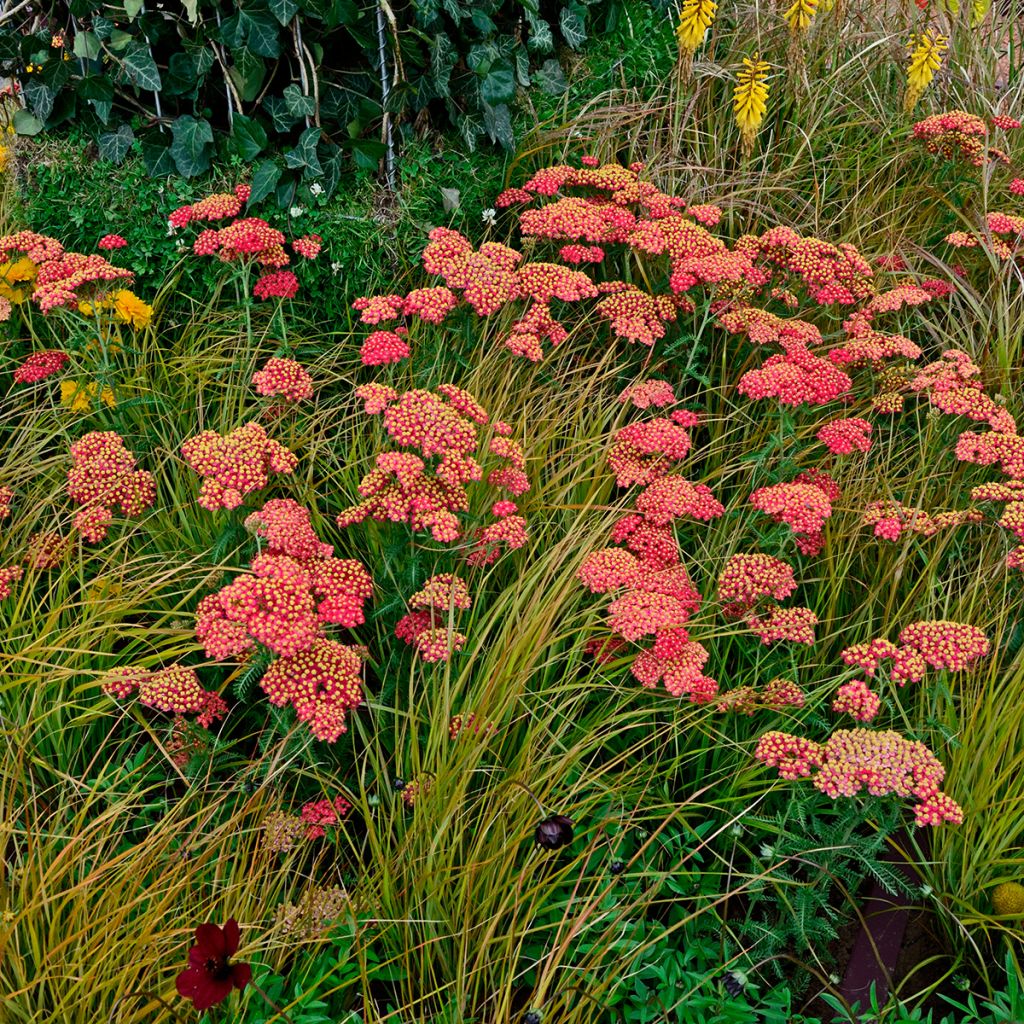 Achillea millefolium Paprika