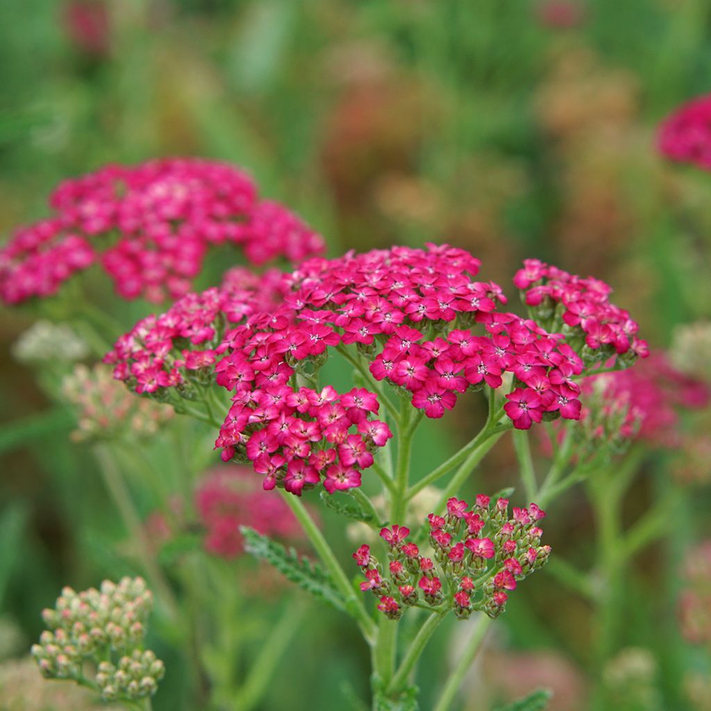 Achillea millefolium Pomegranate