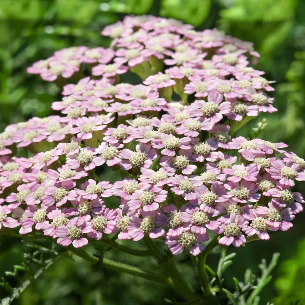 Achillea millefolium Summer Pastel