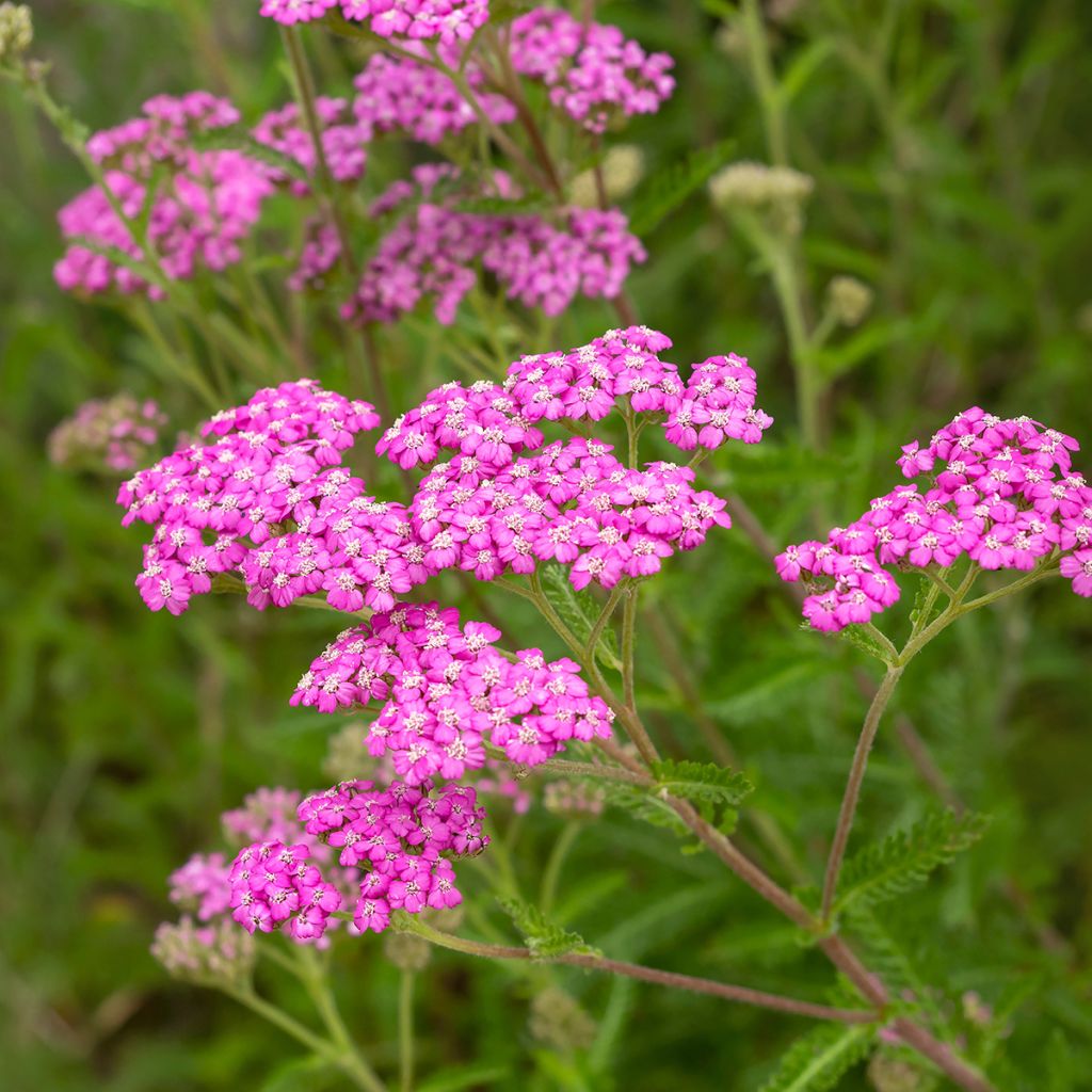 Achillea millefolium Summer Pastel