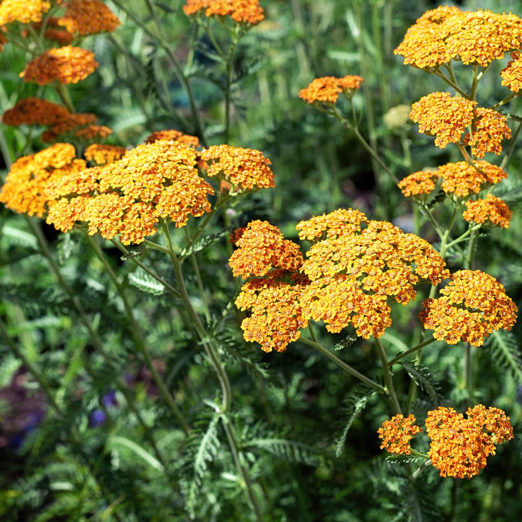 Achillea millefolium Terracotta