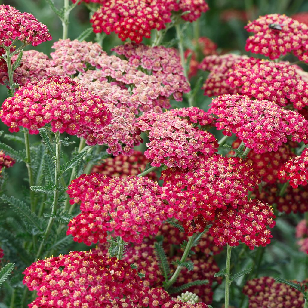 Achillea millefolium The Beacon