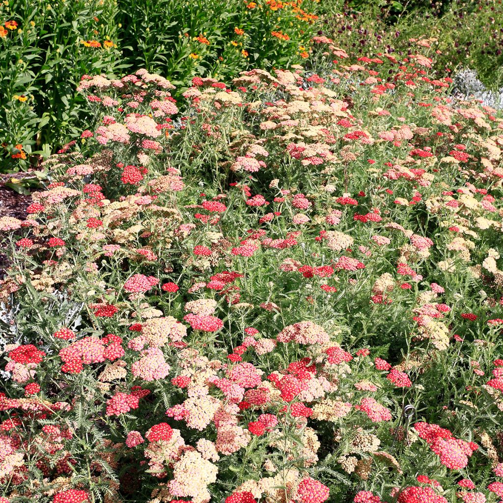 Achillea millefolium The Beacon