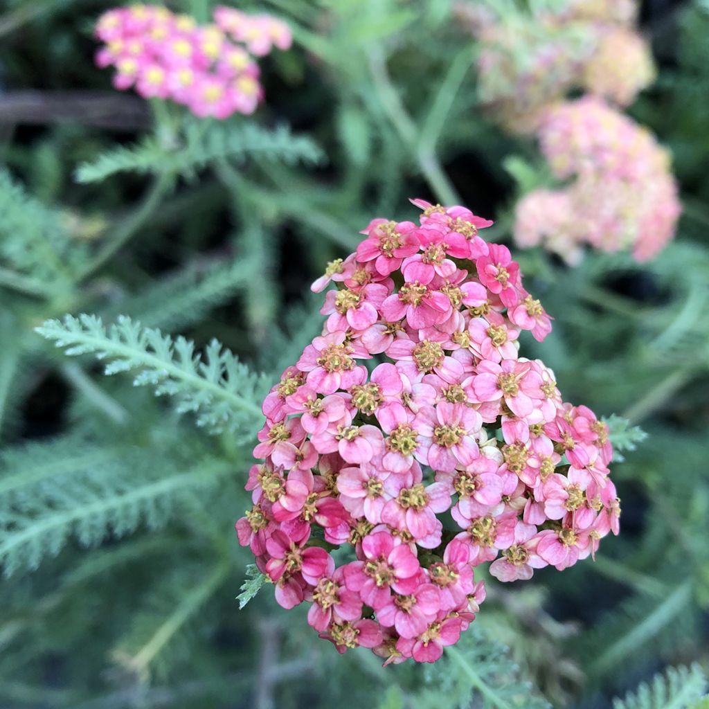 Achillée millefolium Paprika