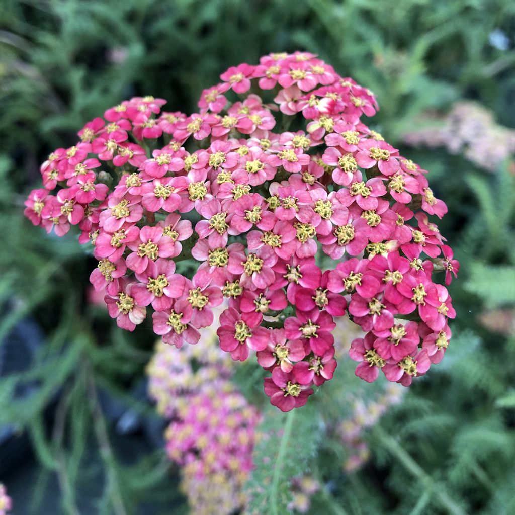 Achillée millefolium Paprika