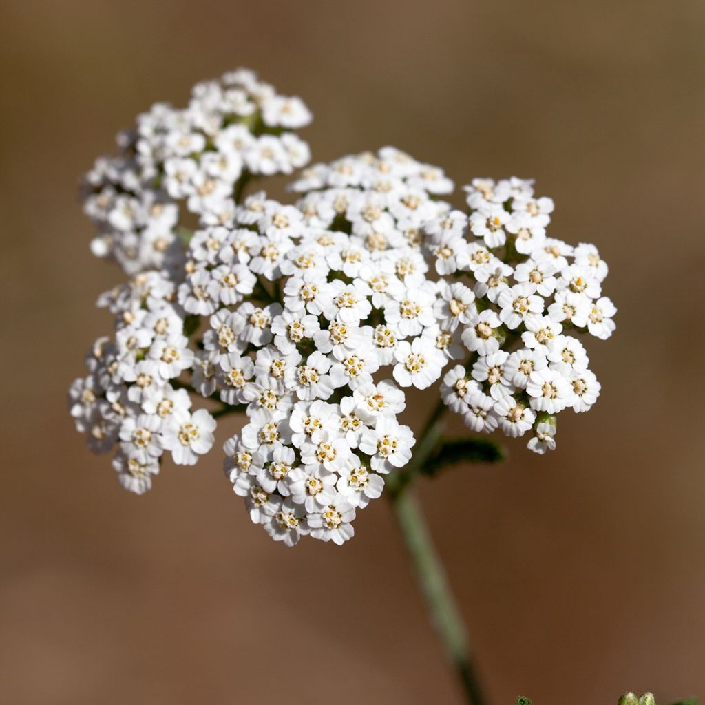 Achillea odorata