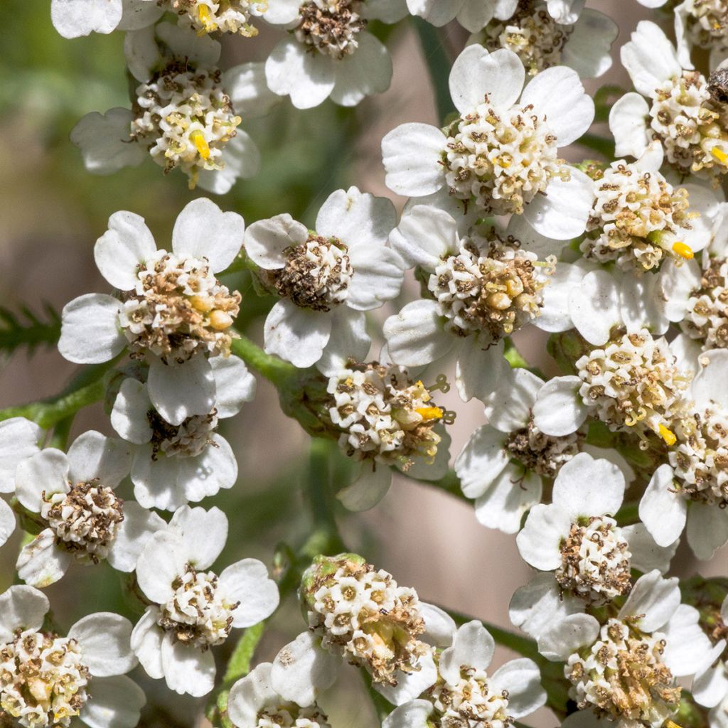 Achillea odorata