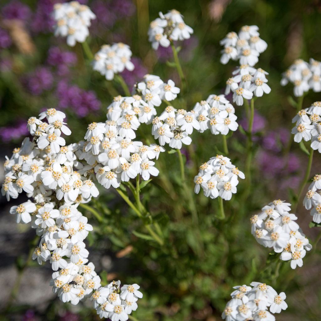 Achillea odorata