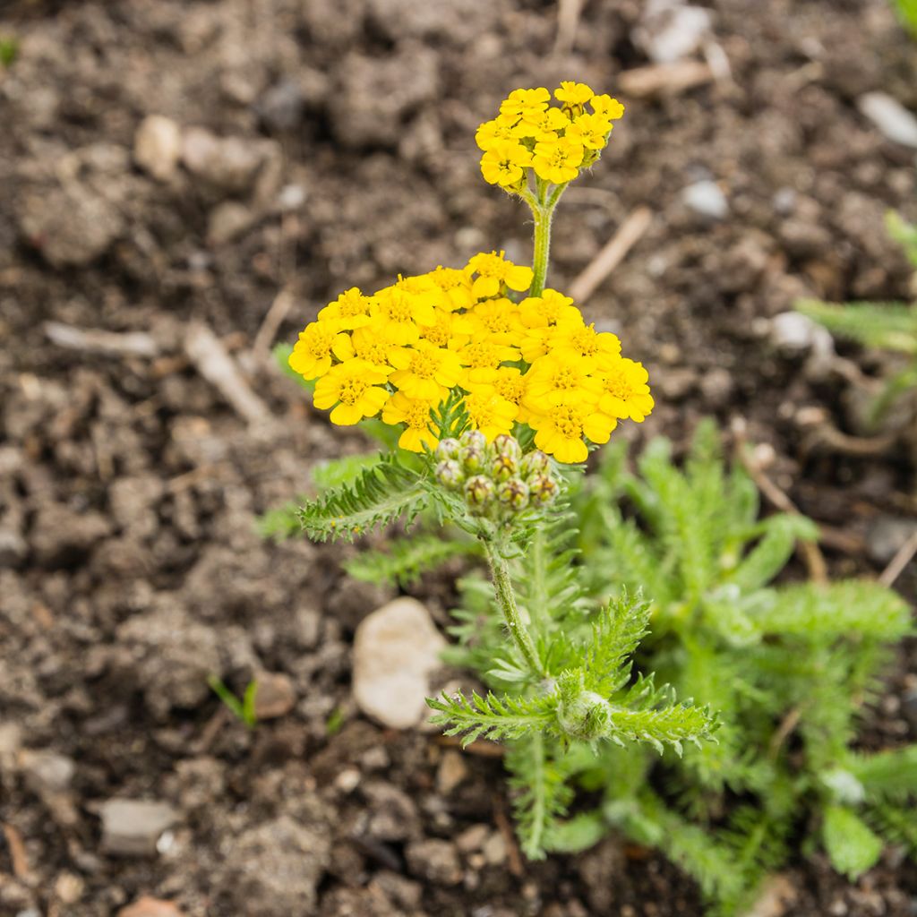 Achillea tomentosa