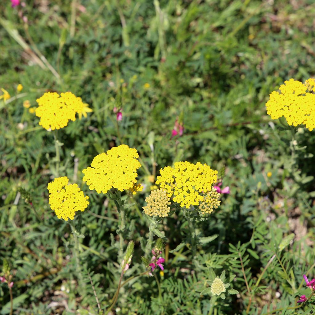 Achillea tomentosa