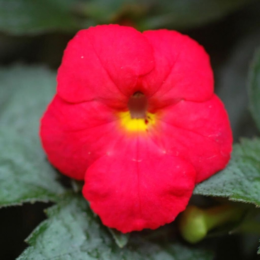 Achimenes Rouge