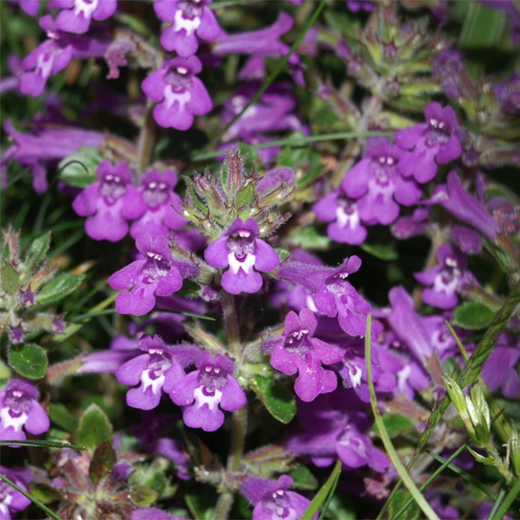 Acinos alpinus - Calament des Alpes - Sariette des Alpes