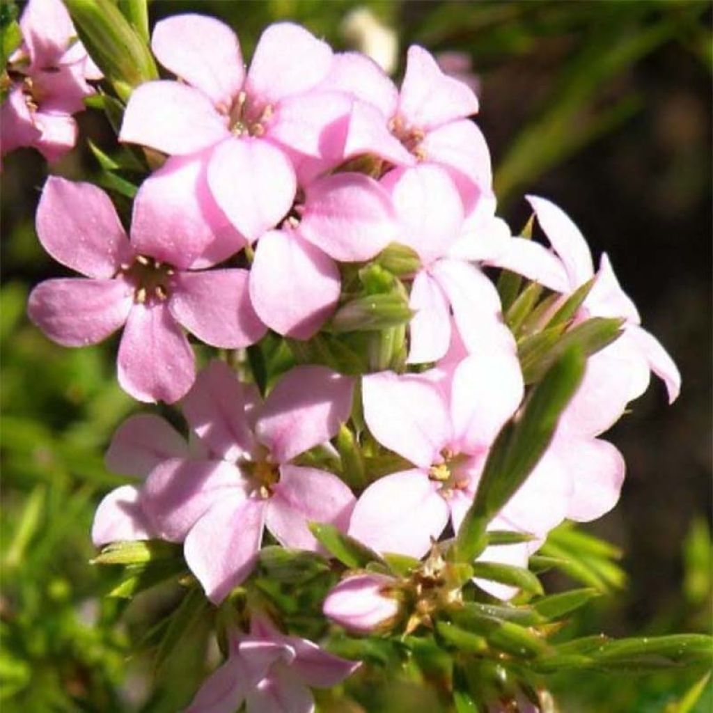 Acmadenia alternifolia