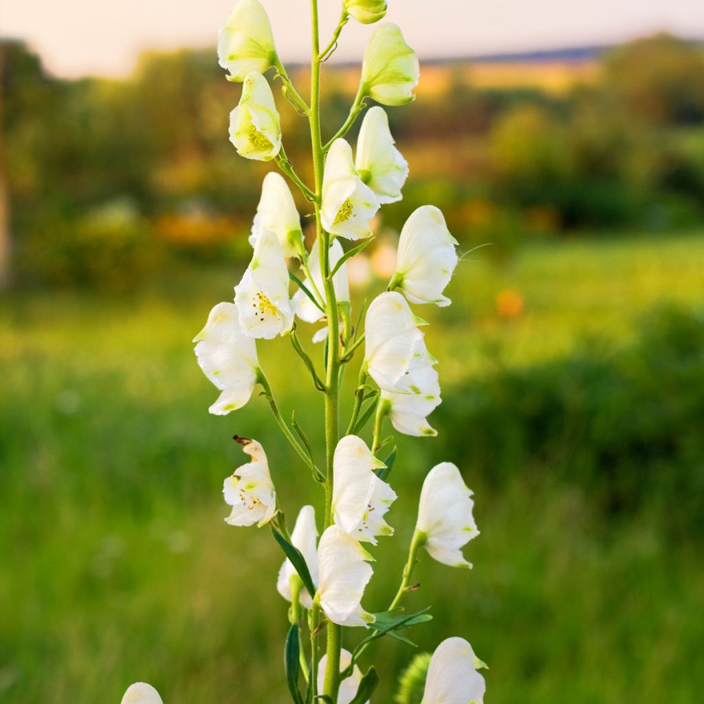 Aconitum napellus Album