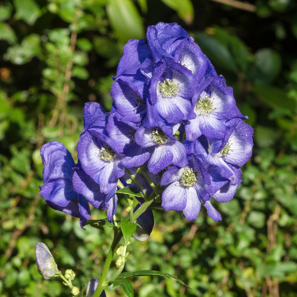 Aconitum carmichaelii Arendsii