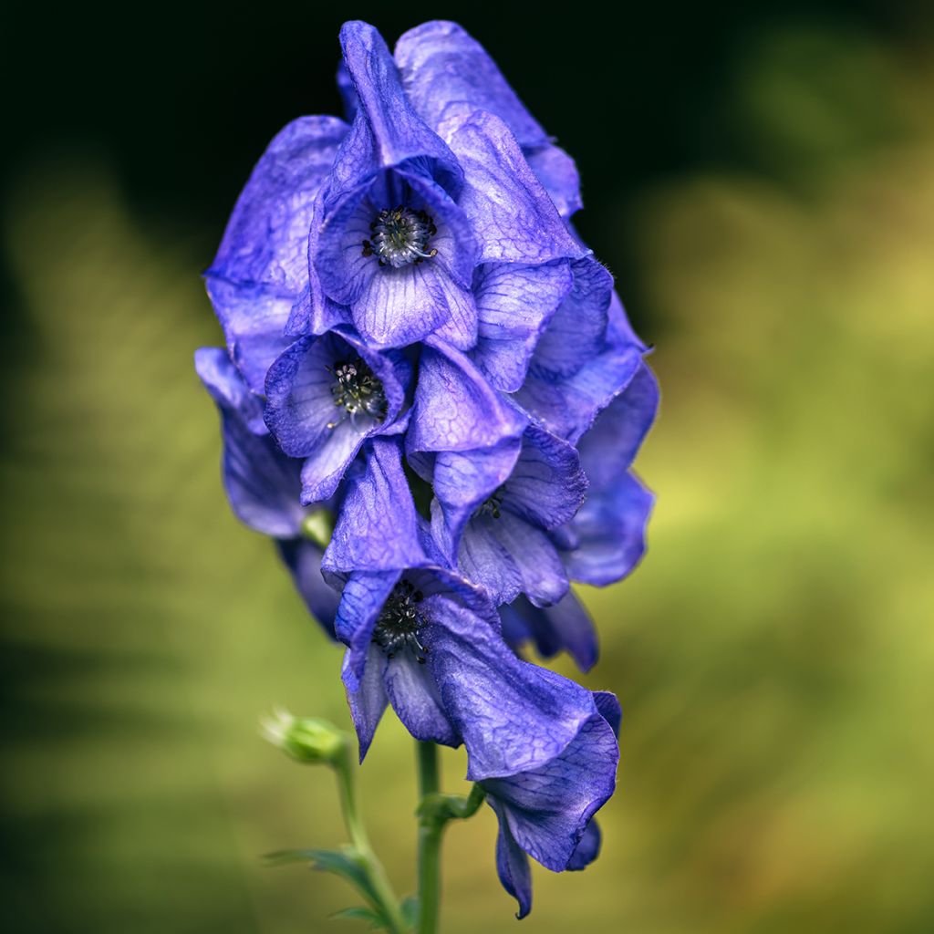 Aconitum carmichaelii Arendsii