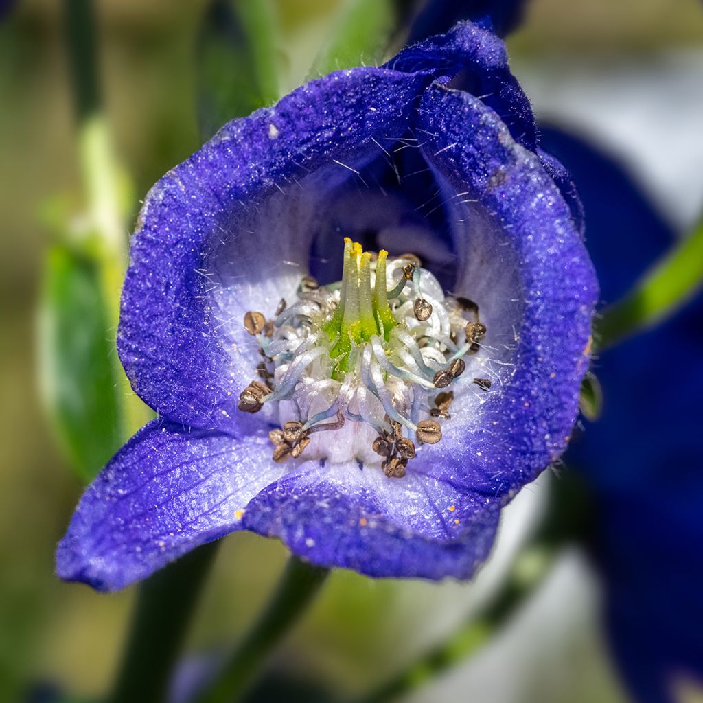 Aconitum carmichaelii Arendsii