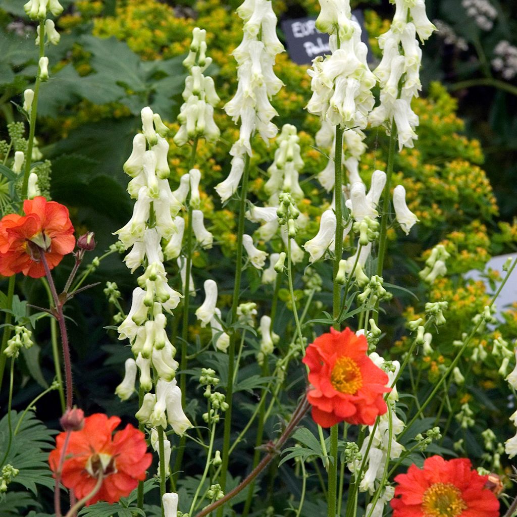 Aconitum septentrionale Ivorine