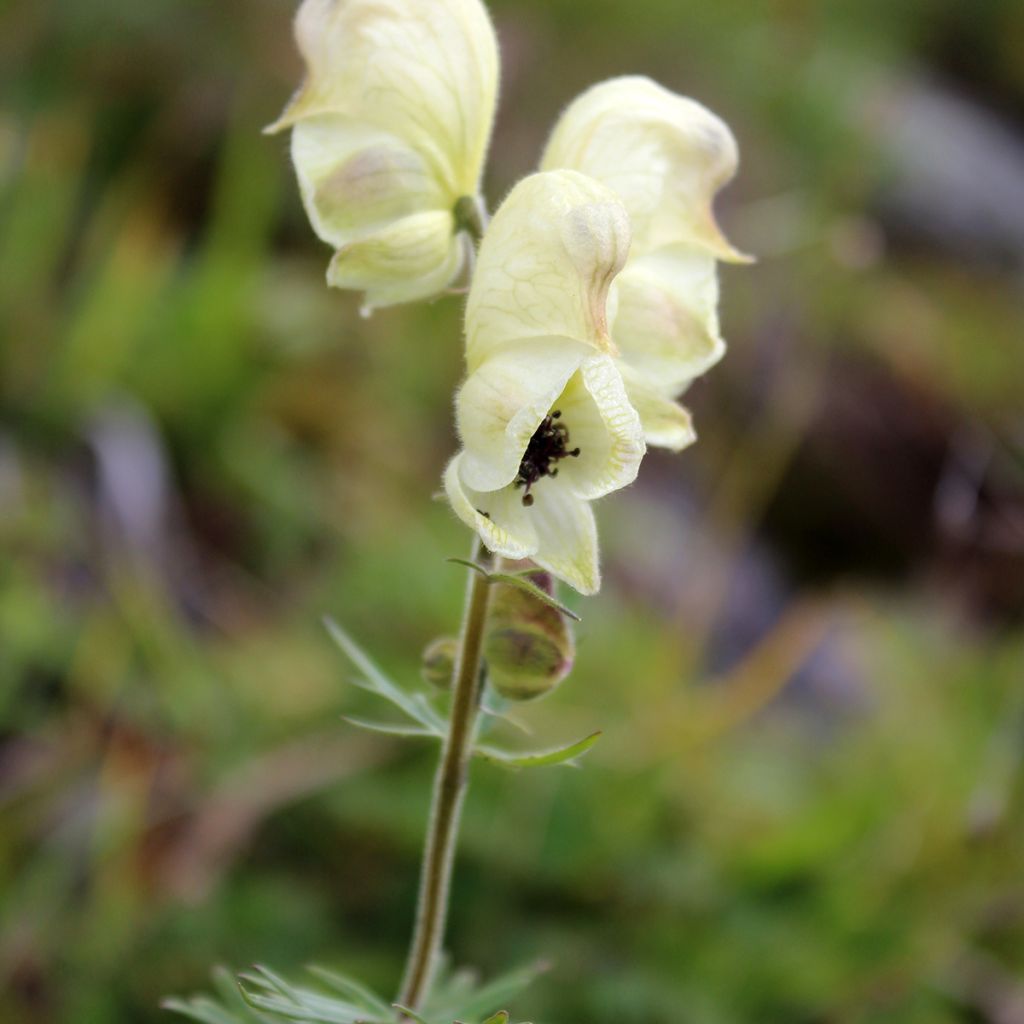 Aconitum anthora