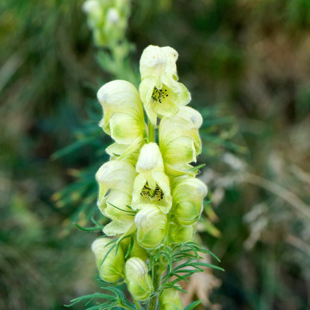 Aconitum anthora