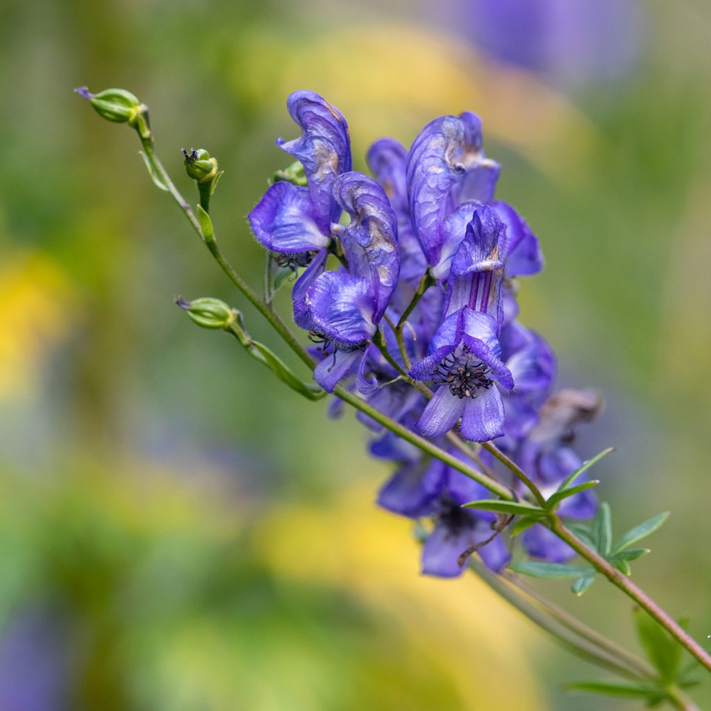 Aconitum napellus