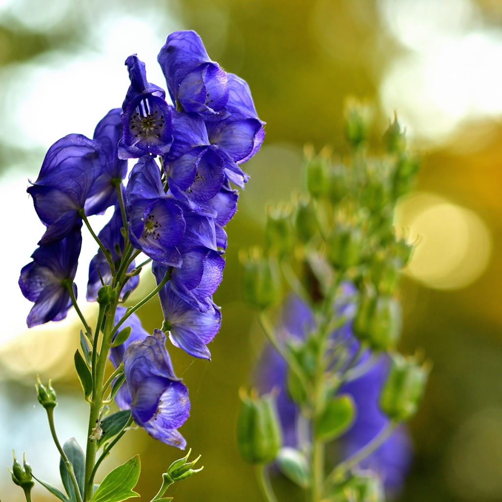 Aconitum napellus