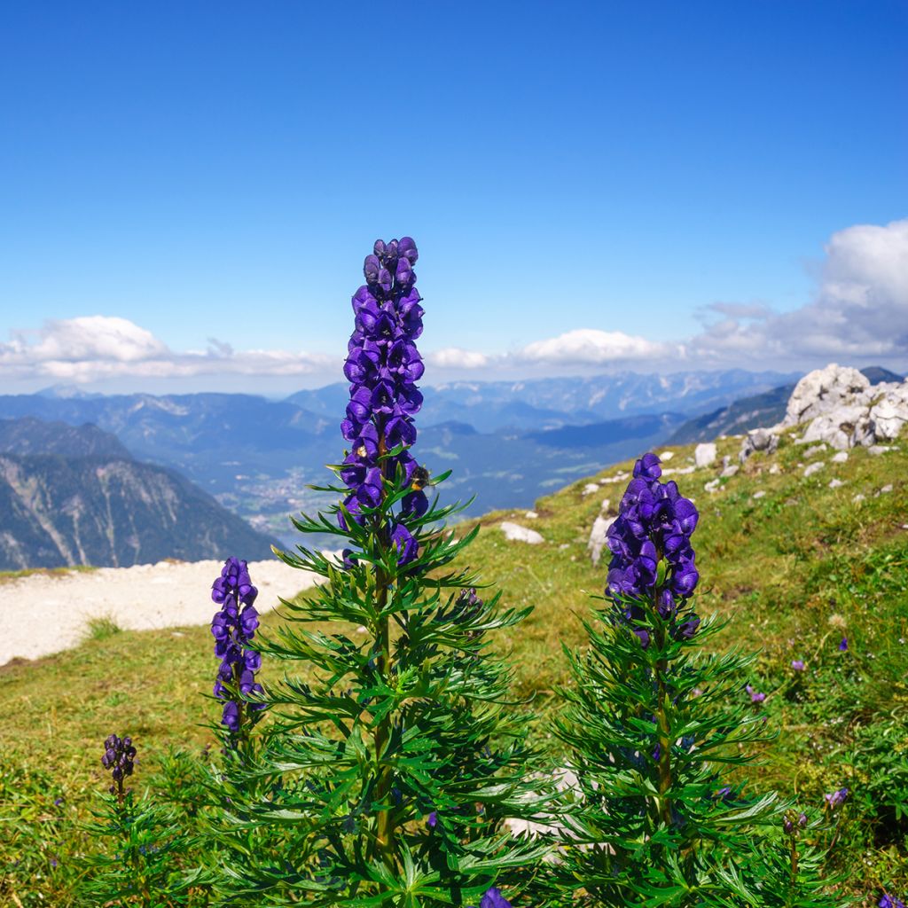 Aconitum napellus