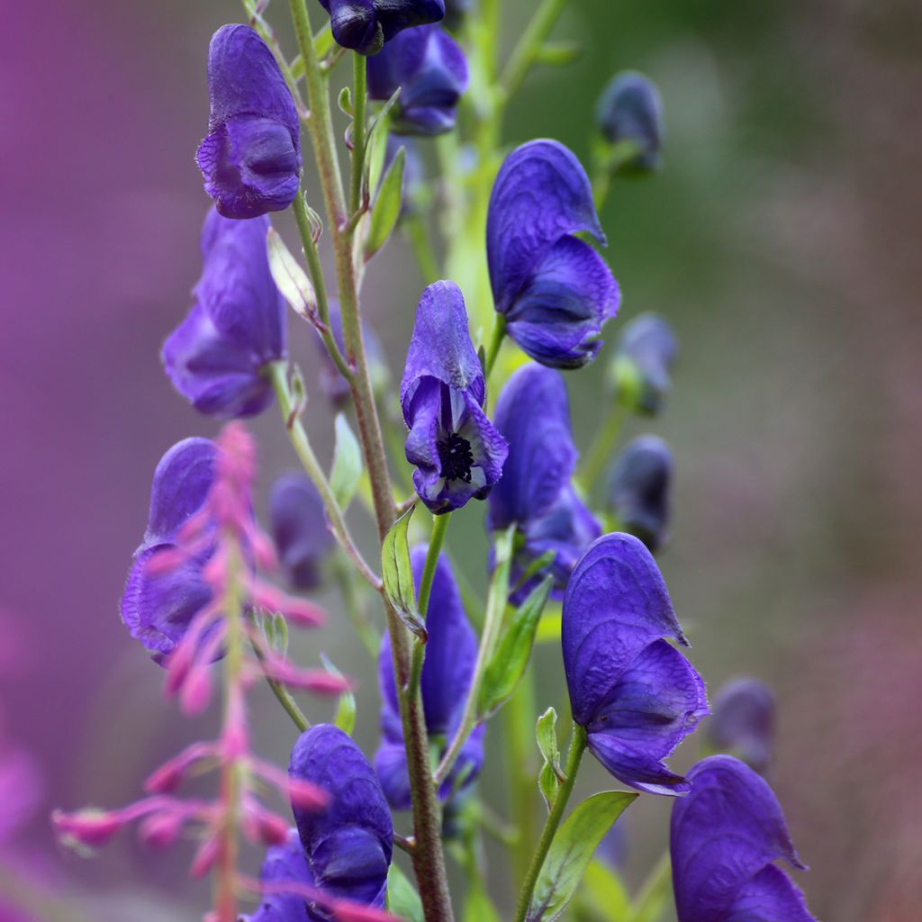 Aconitum napellus