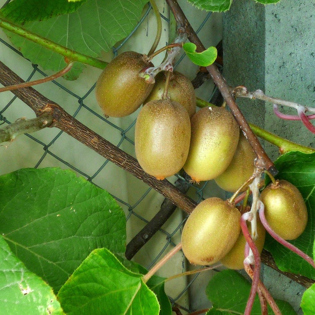 Kiwi  Hayward (femelle) - Actinidia deliciosa