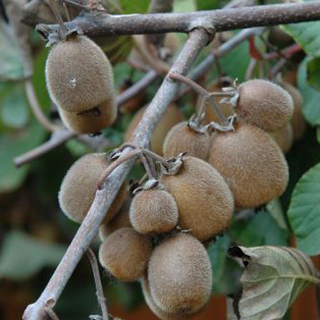 Kiwi Autofertile Solissimo® - Actinidia chinensis