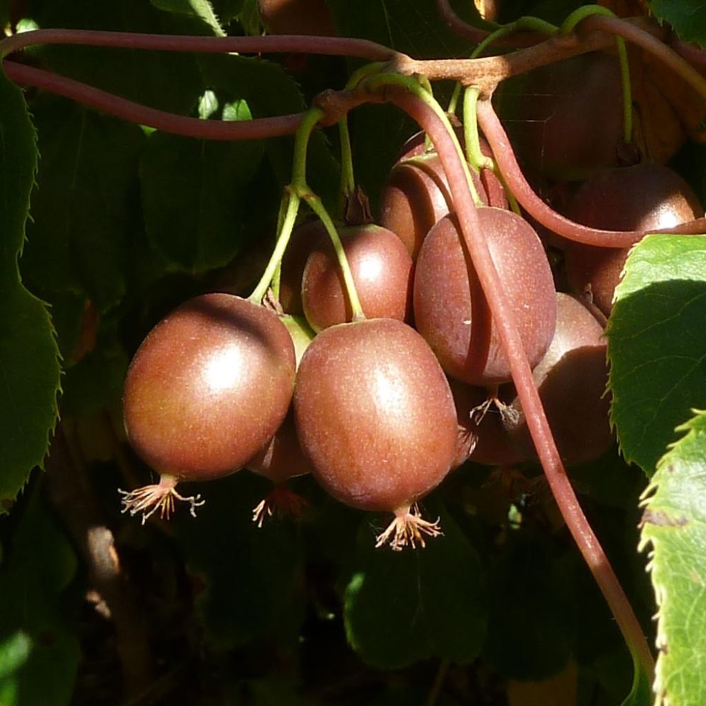 Actinidia arguta Purpurea - Kiwai pourpre femelle