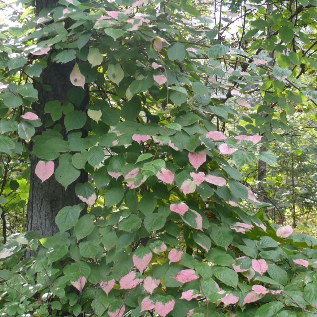 Actinidia kolomikta Eve - Kiwi d'ornement femelle 