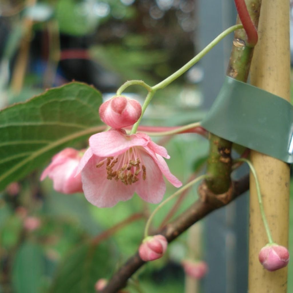 Actinidia pilosula - Kiwi d'ornement