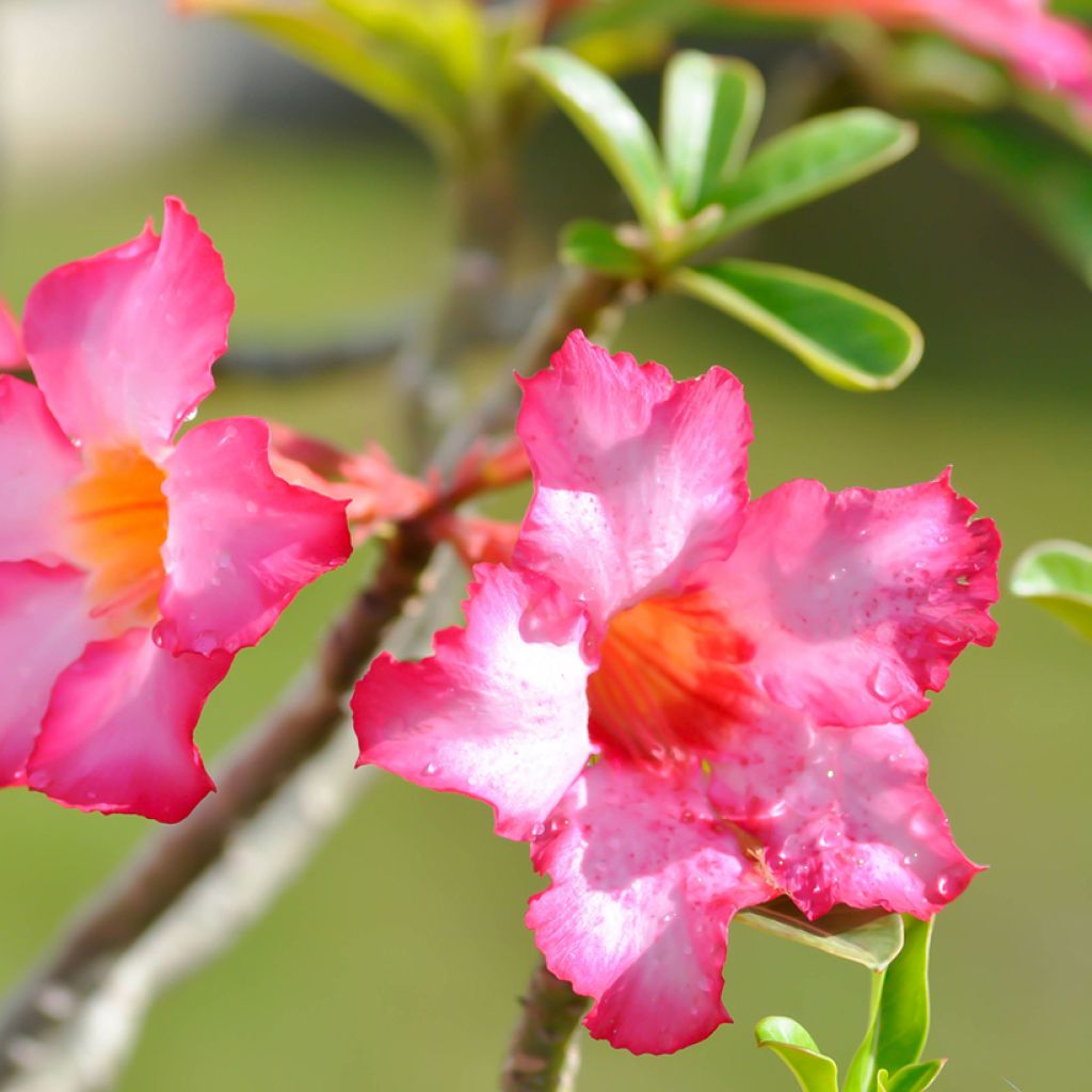 Rosa del desierto - Adenium obesum