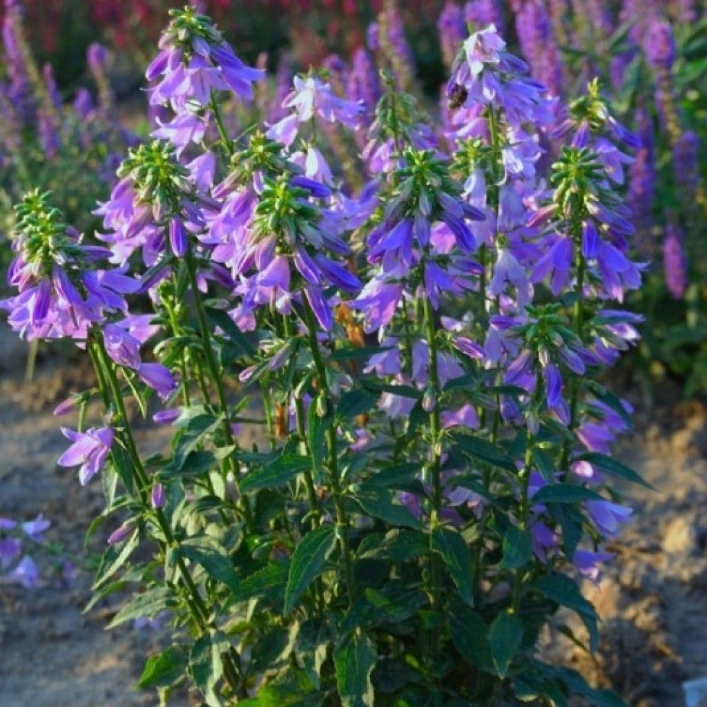 Adenophora Gaudi Violet - Adenophore campanulé mauve