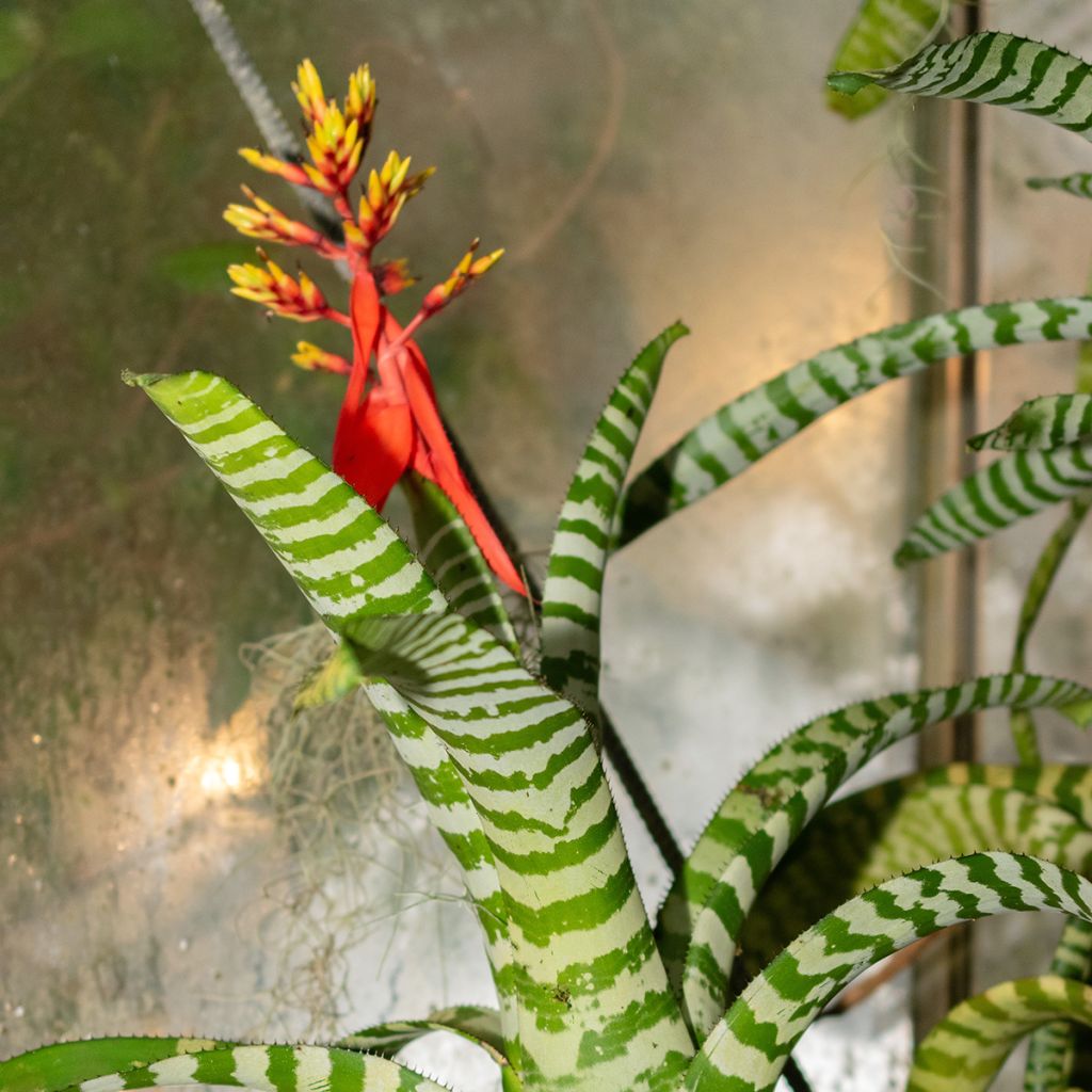 Aechmea chantinii Rebecca