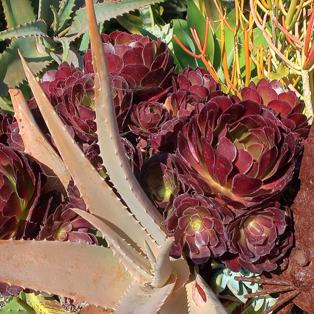 Aeonium arboreum Garnet - Aeonium en arbre