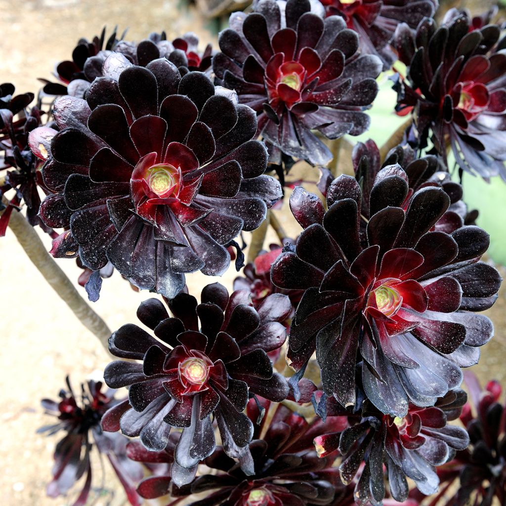 Aeonium arboreum var. atropurpureum Schwarzkopf